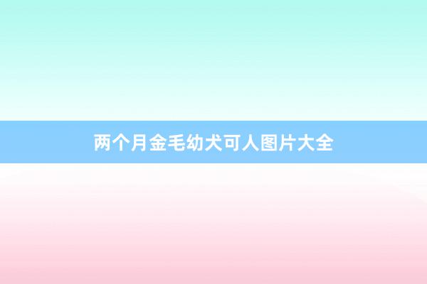 两个月金毛幼犬可人图片大全